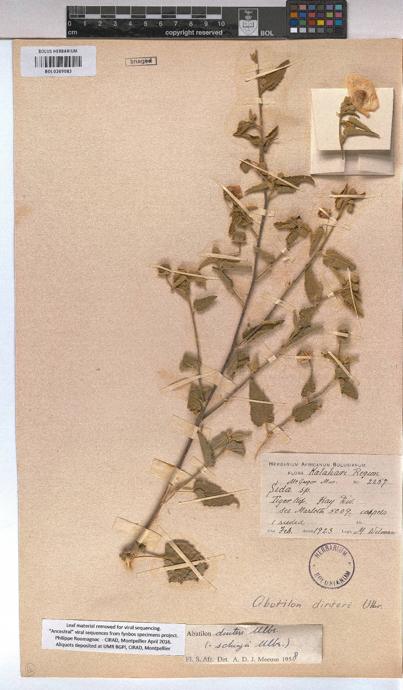 Abutilon dinteri image