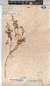 Abutilon dinteri image