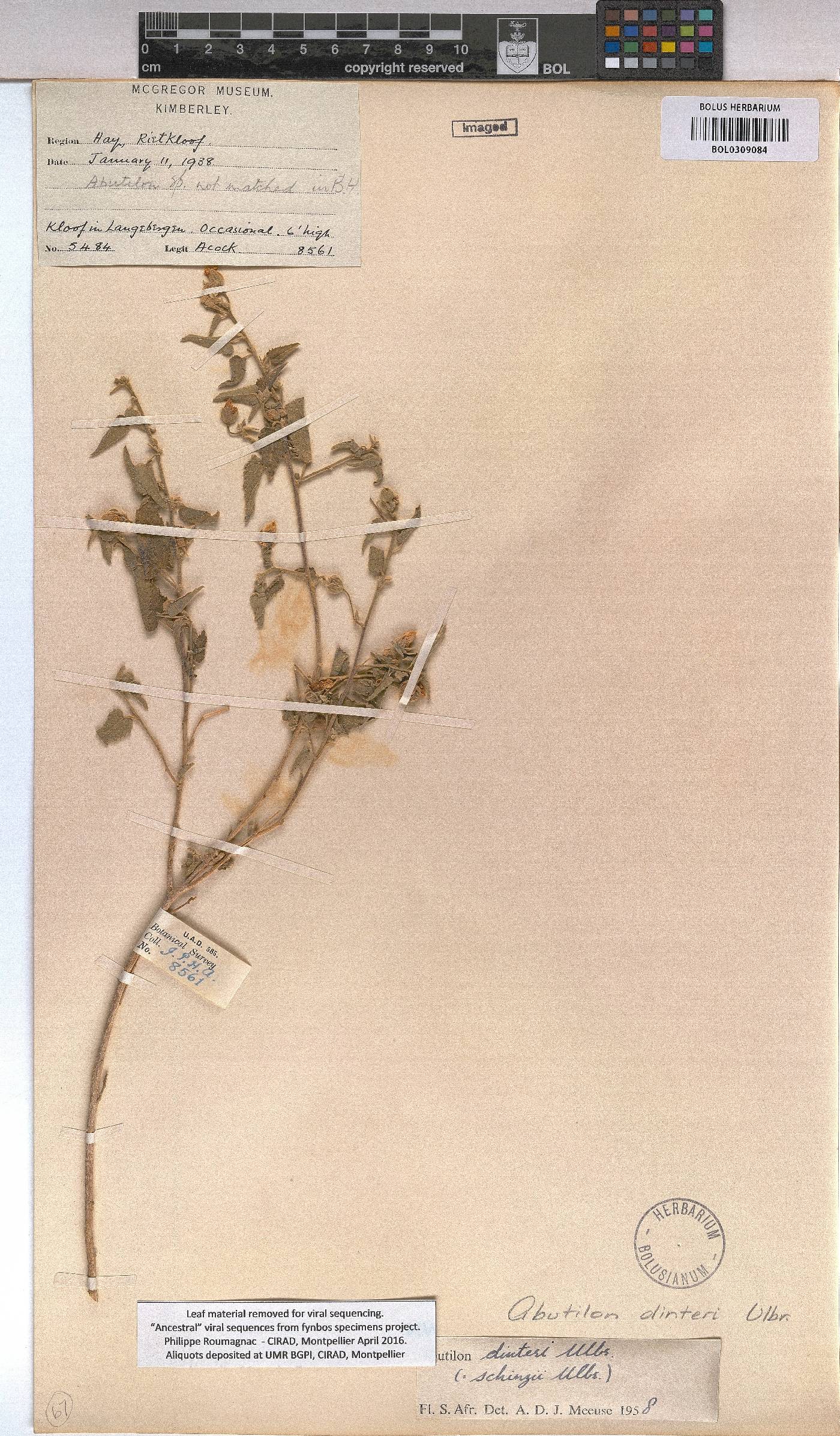 Abutilon dinteri image