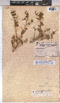 Abutilon dinteri image