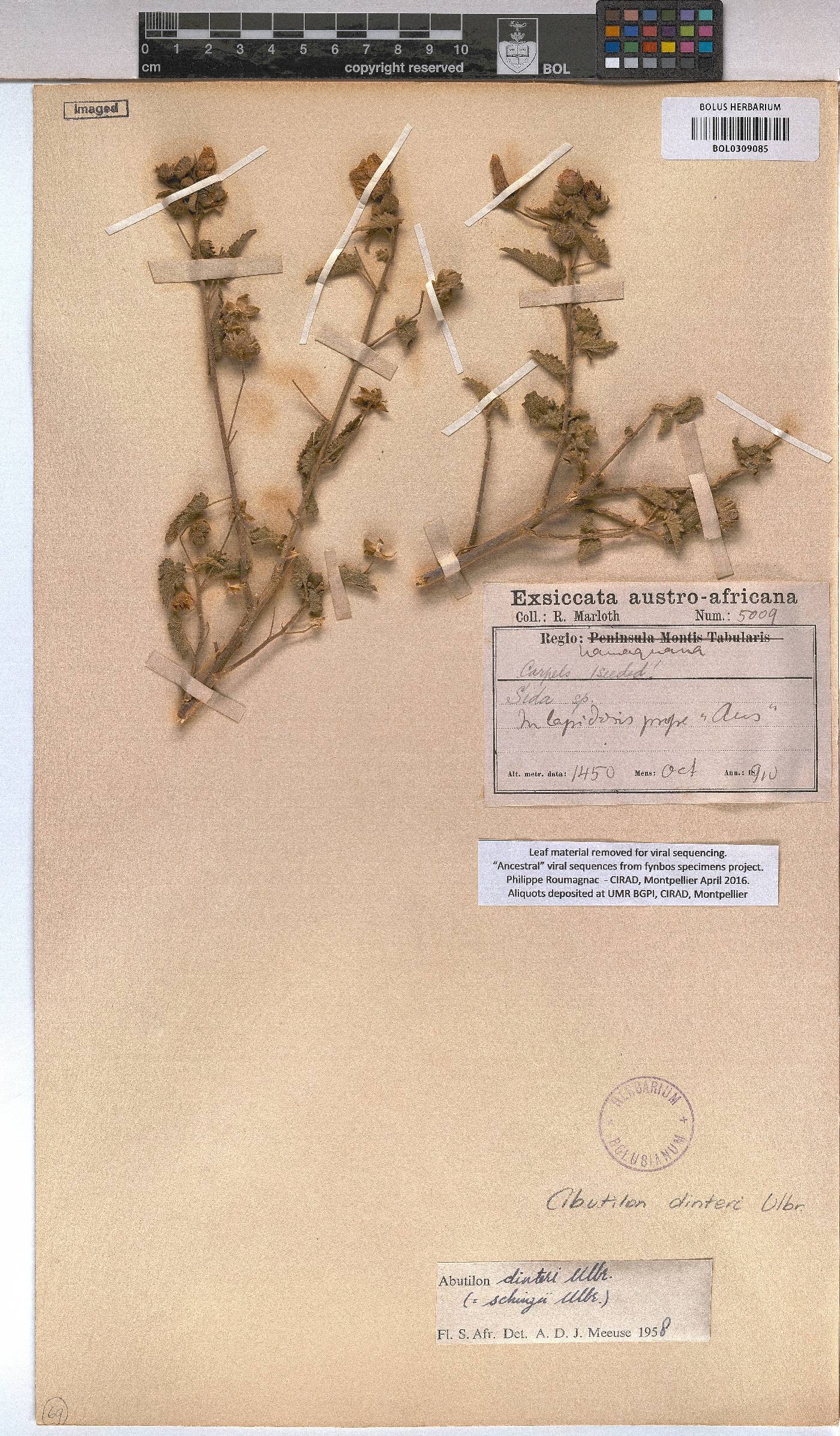 Abutilon dinteri image