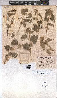 Abutilon dinteri image