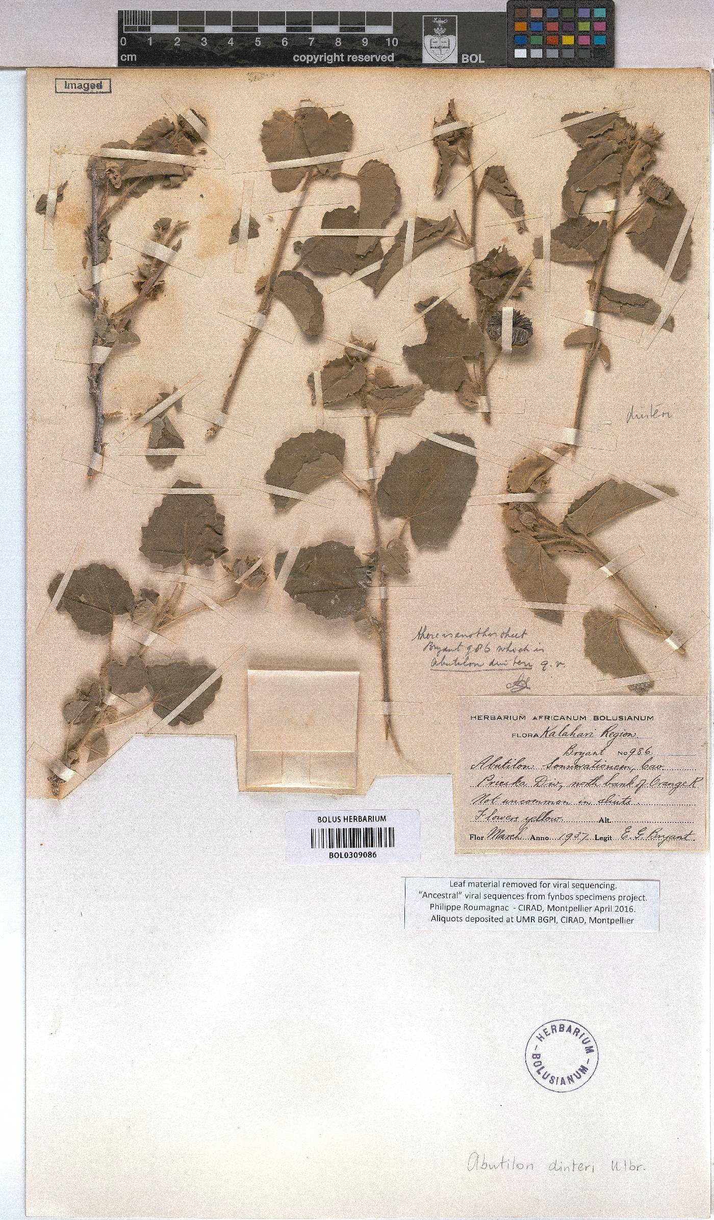 Abutilon dinteri image