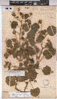 Image of Abutilon englerianum