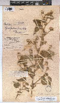 Abutilon englerianum image