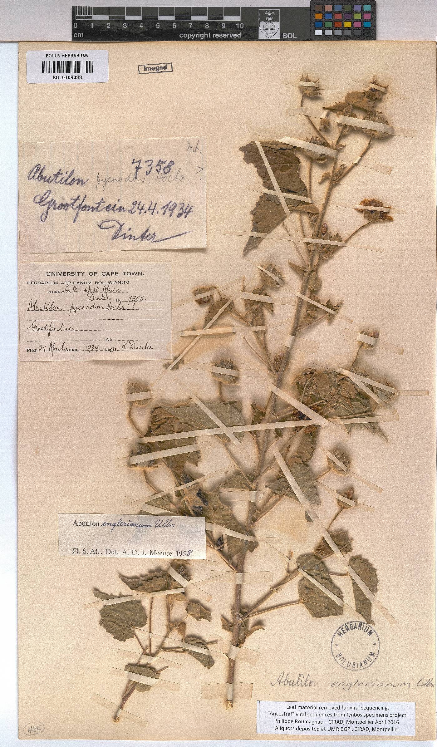 Abutilon englerianum image