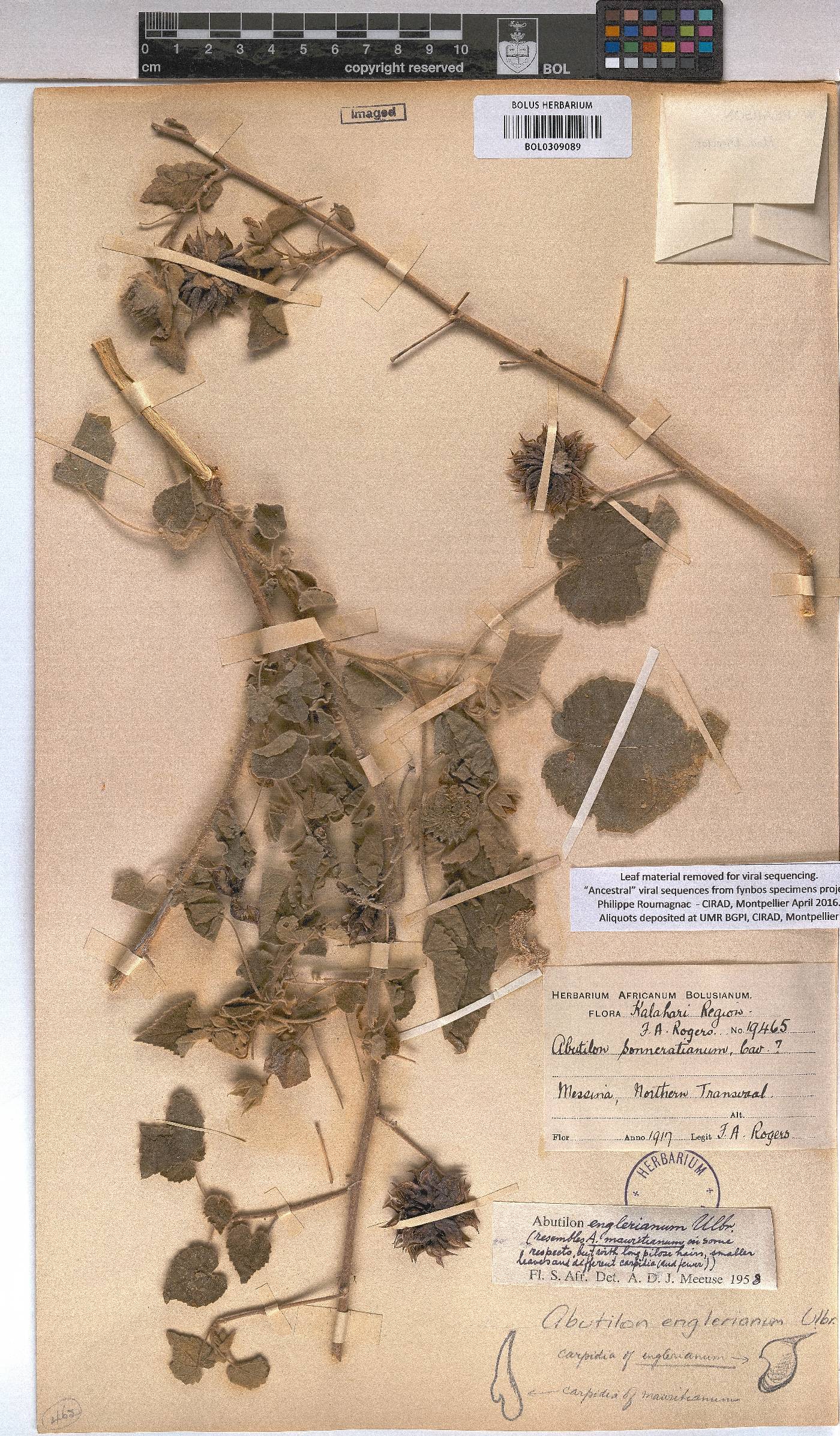 Abutilon englerianum image