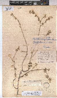 Abutilon fruticosum image