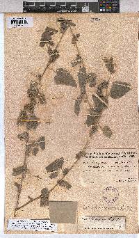 Abutilon fruticosum image
