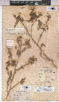 Abutilon fruticosum image