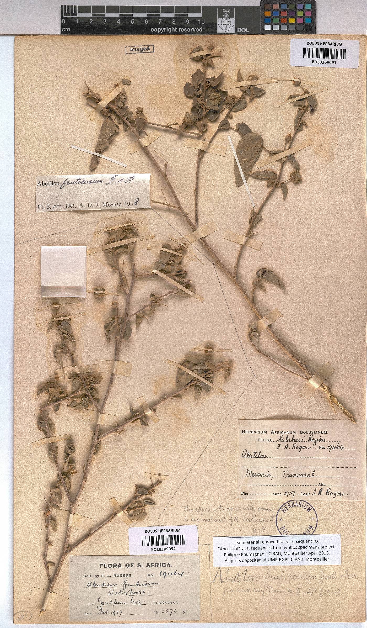 Abutilon fruticosum image