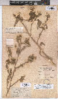 Abutilon fruticosum image