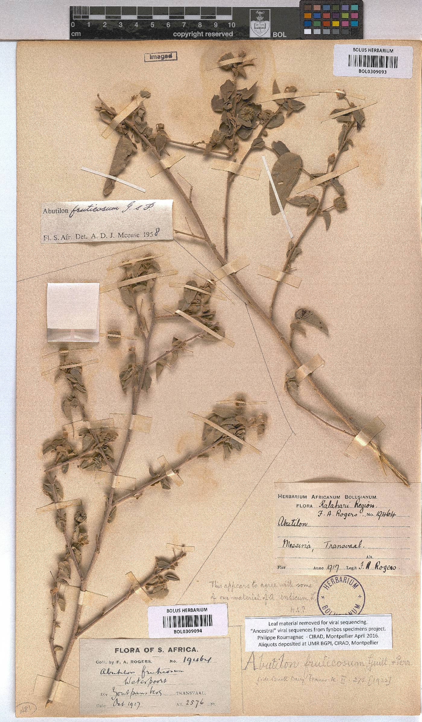 Abutilon fruticosum image