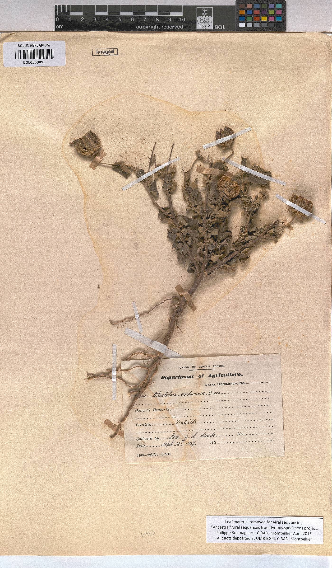 Abutilon grantii image