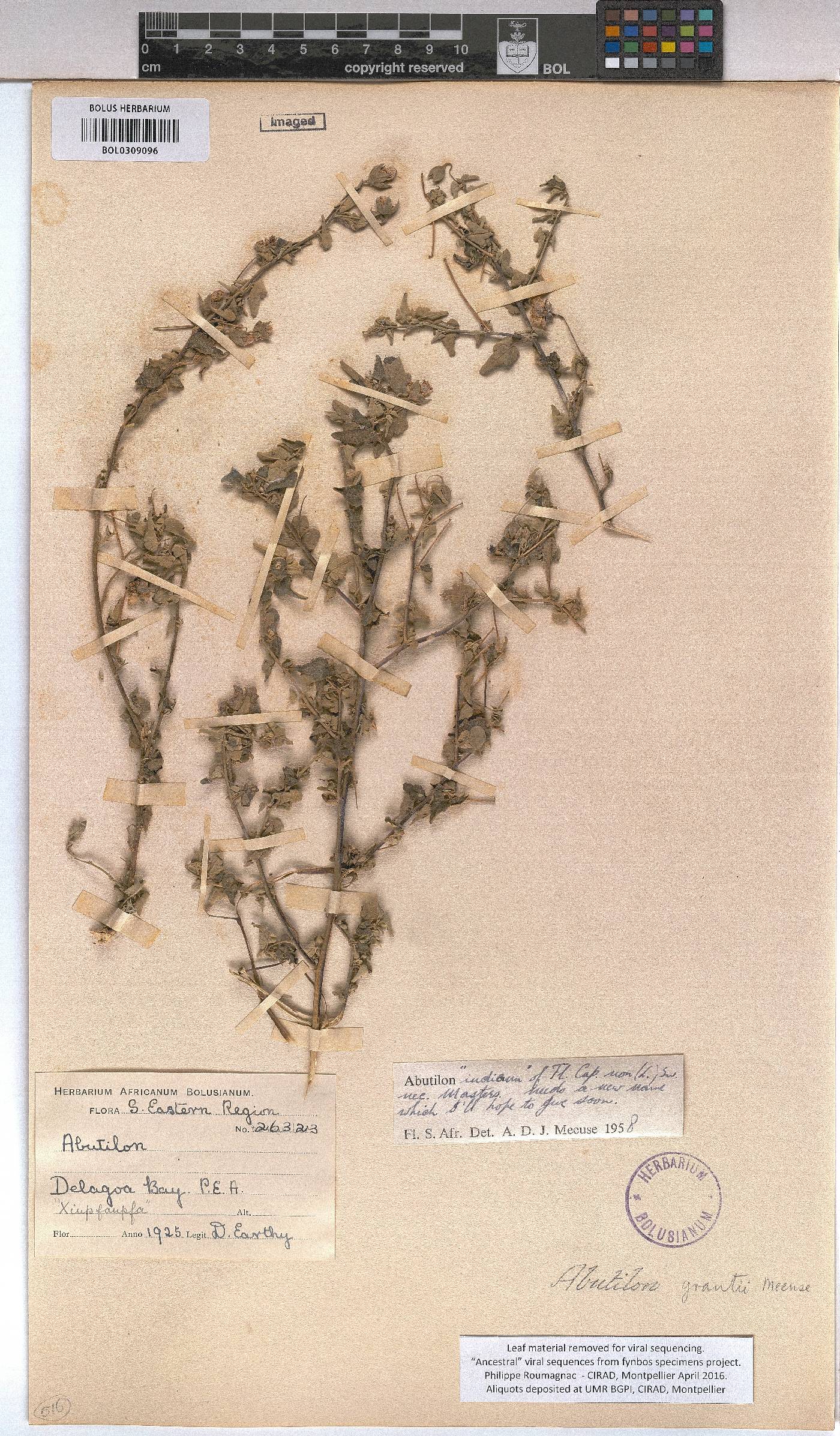 Abutilon grantii image