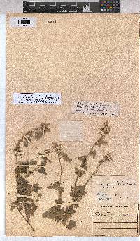 Abutilon grantii image