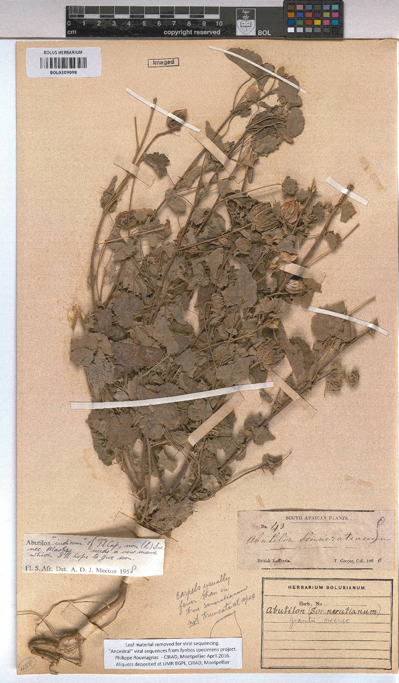 Abutilon grantii image