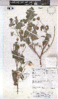 Image of Abutilon galpinii