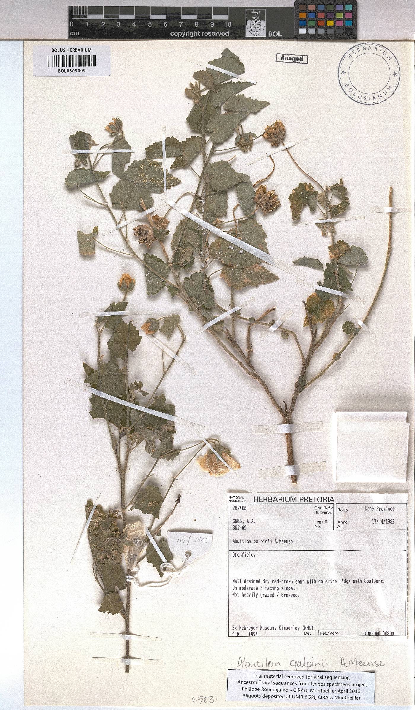 Abutilon galpinii image