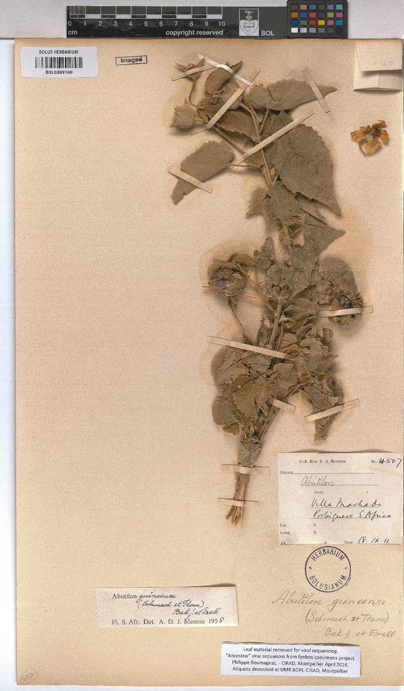 Abutilon guineense image