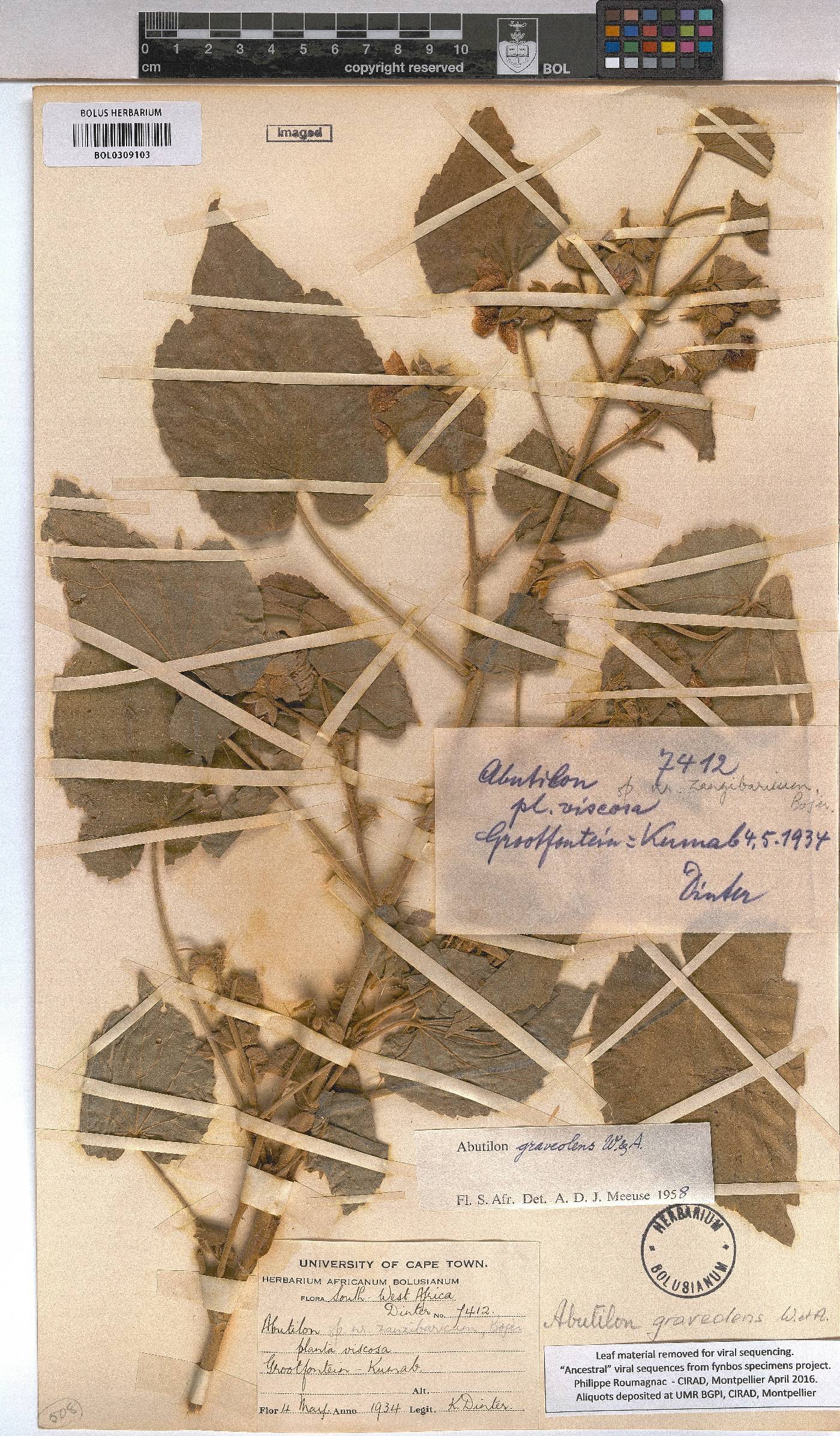 Abutilon hirtum image