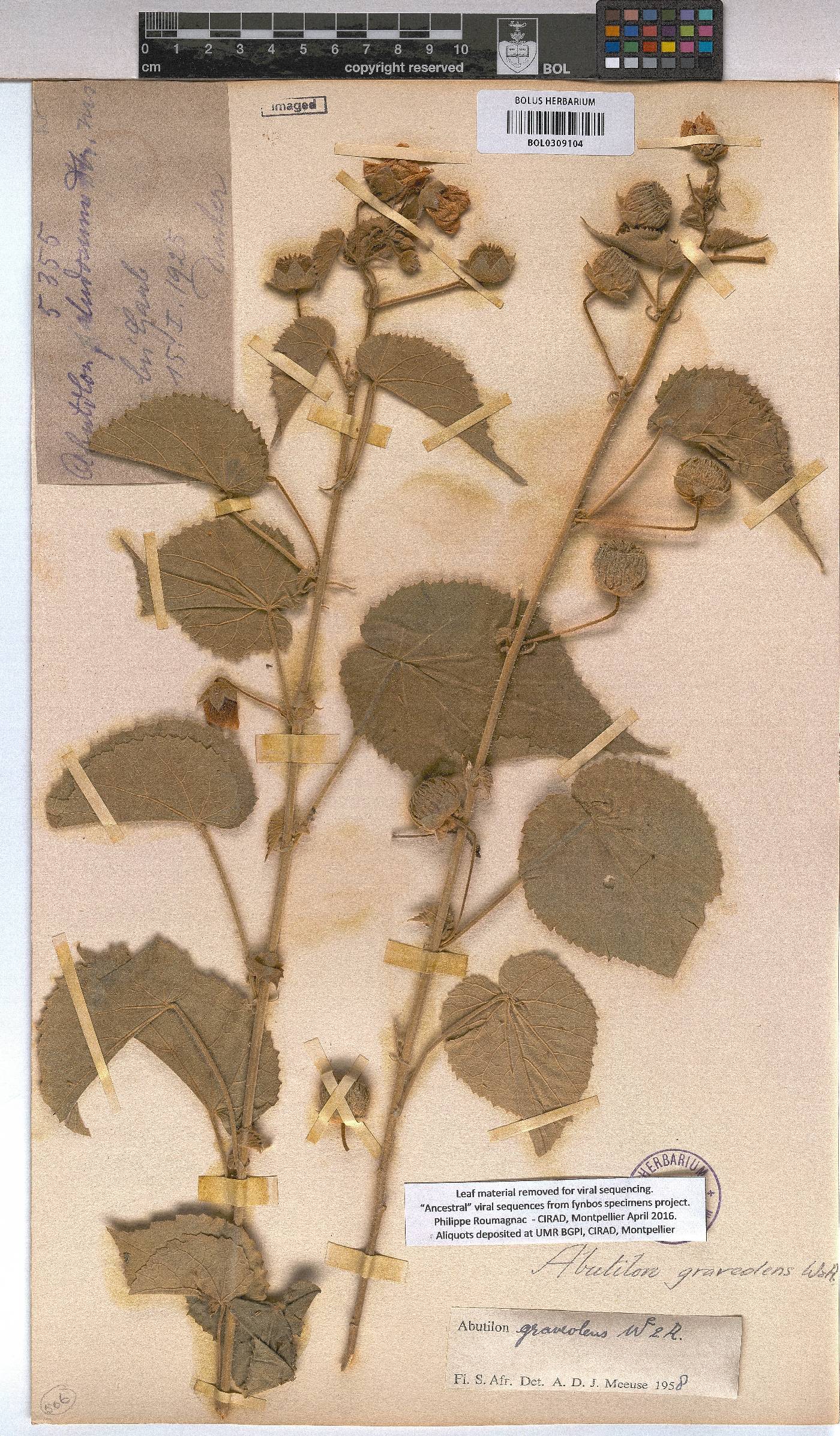 Abutilon hirtum image