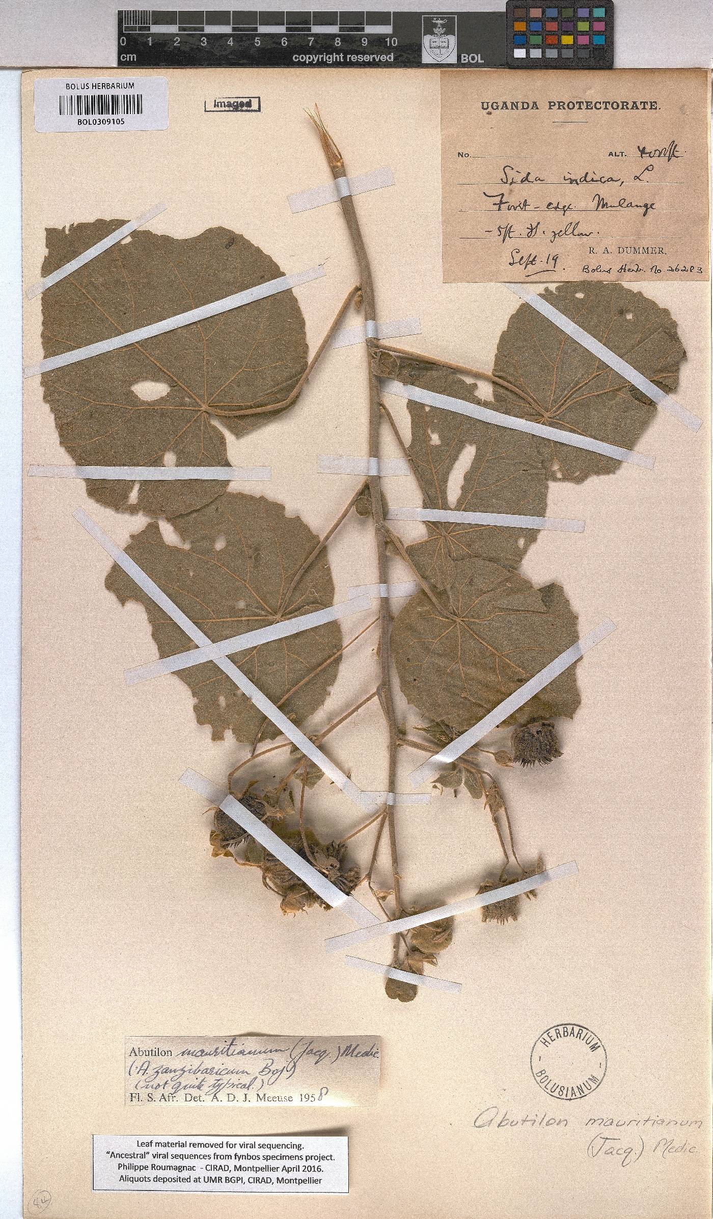 Abutilon mauritianum image