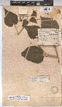 Abutilon mauritianum image