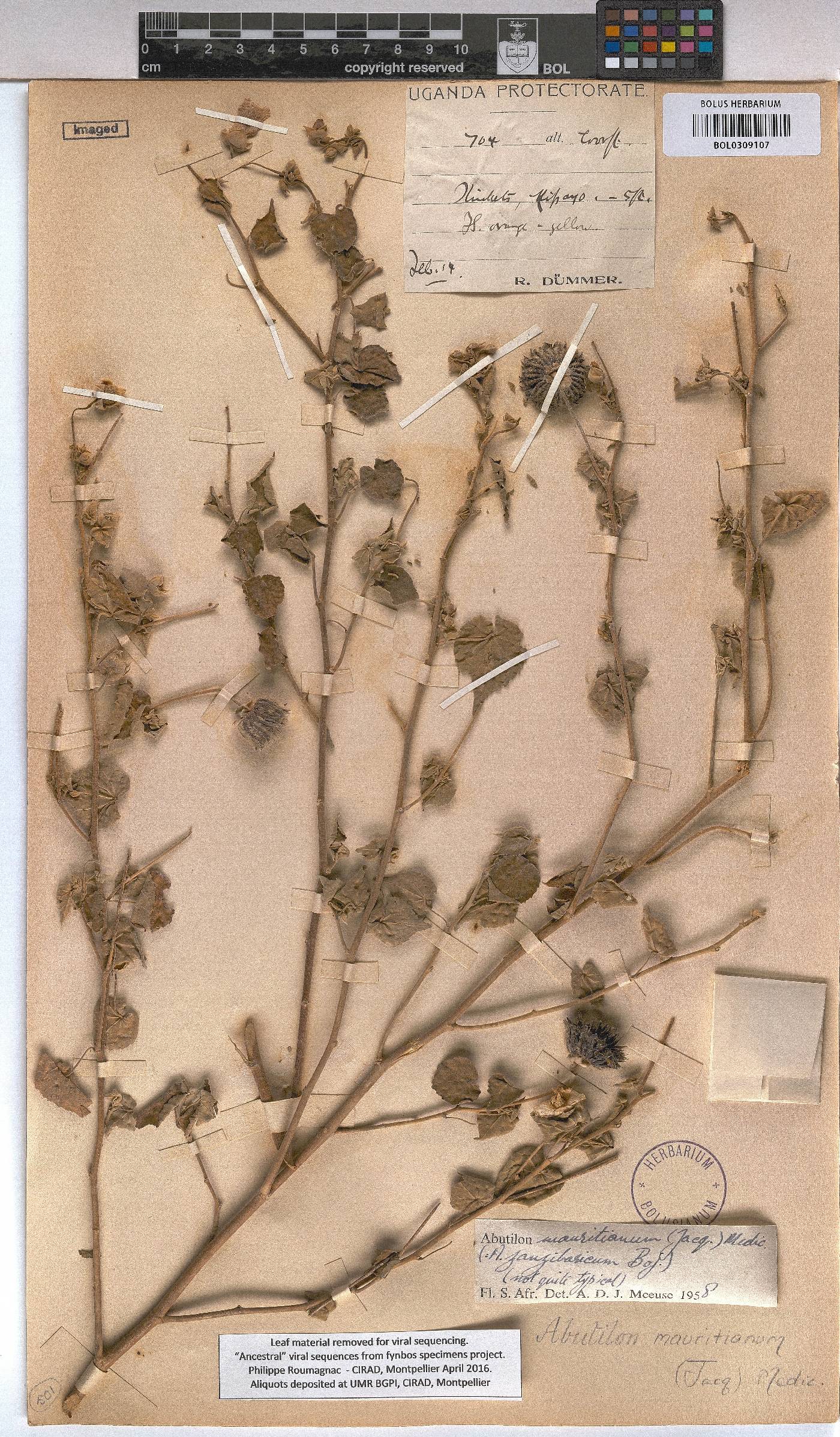 Abutilon mauritianum image