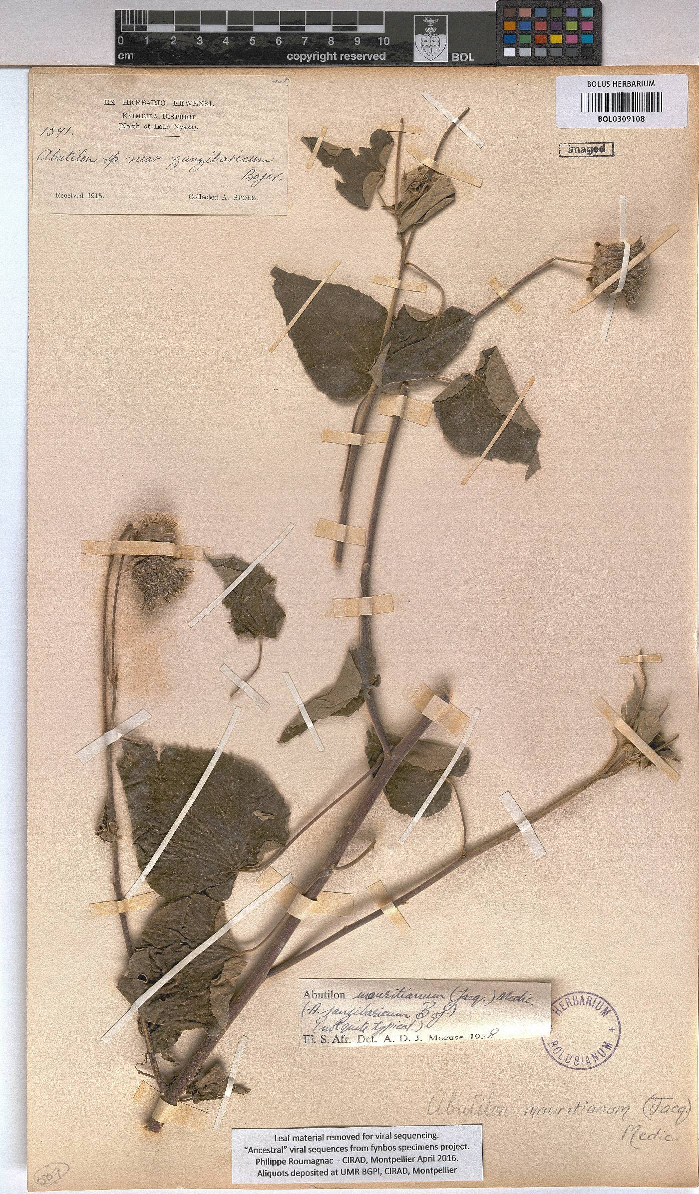 Abutilon mauritianum image