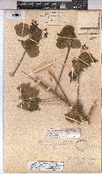 Abutilon mauritianum image