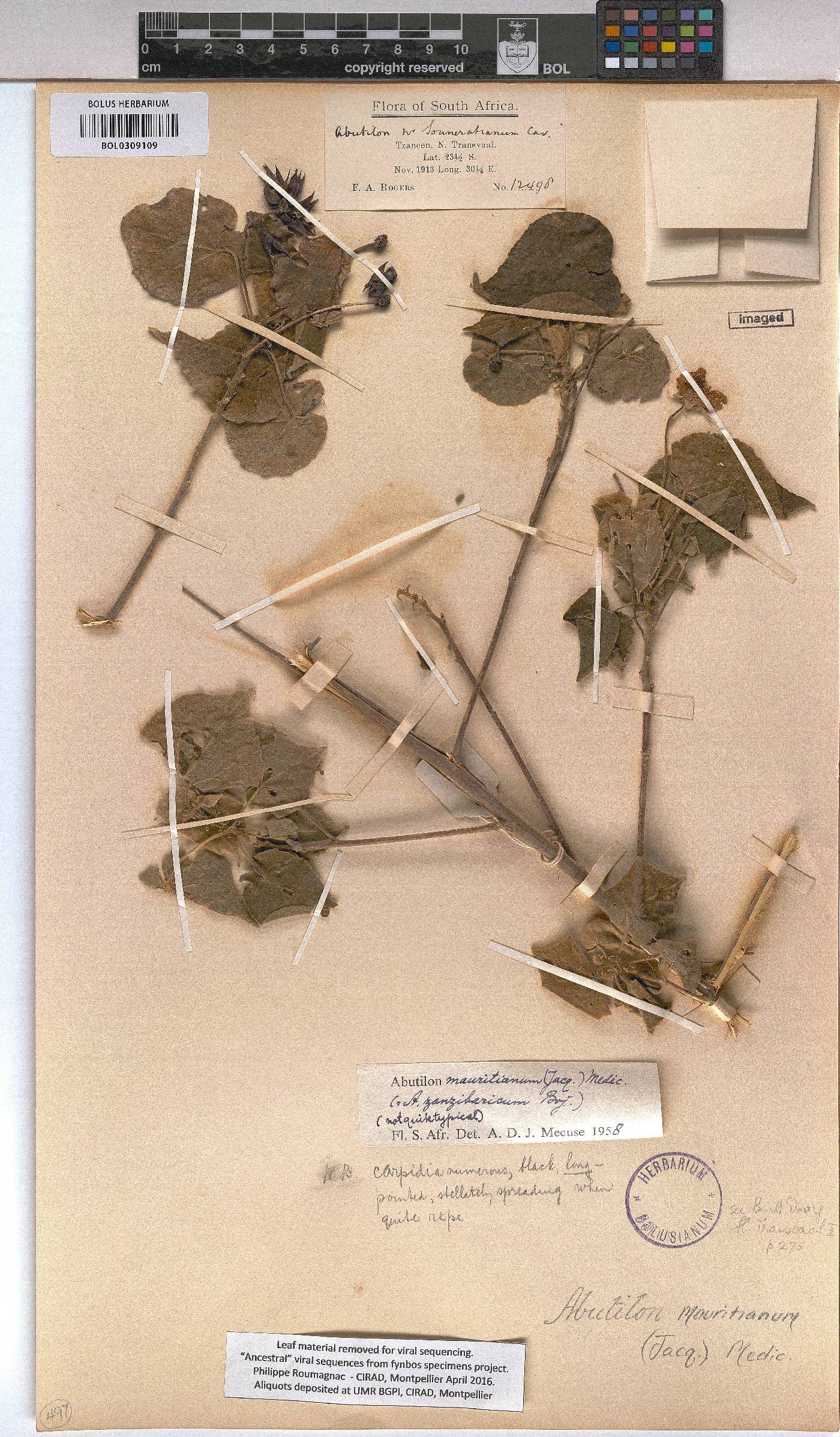 Abutilon mauritianum image