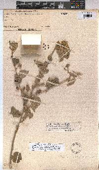 Abutilon pycnodon image