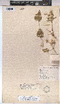 Abutilon pycnodon image