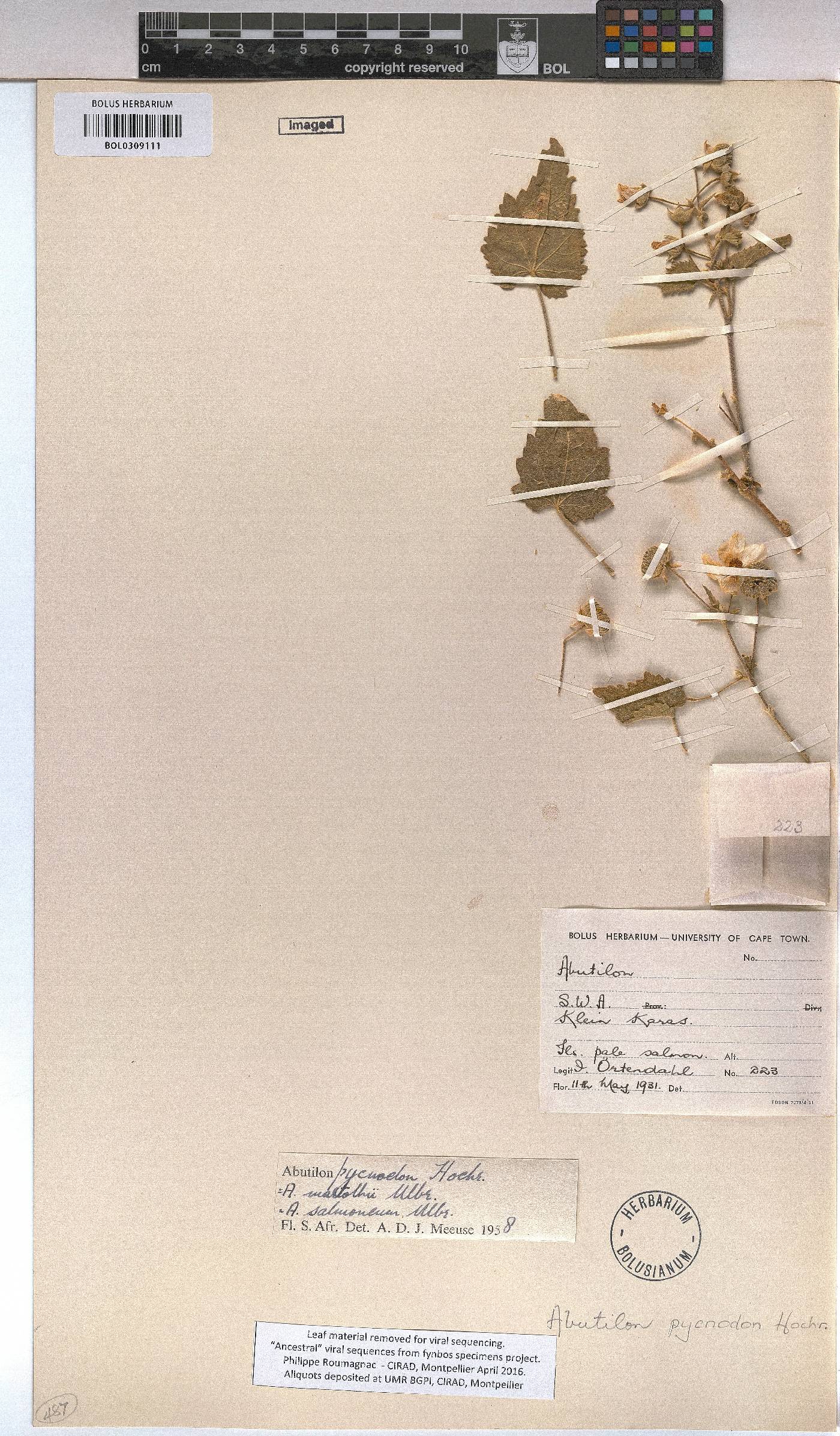 Abutilon pycnodon image
