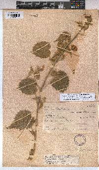 Abutilon pycnodon image