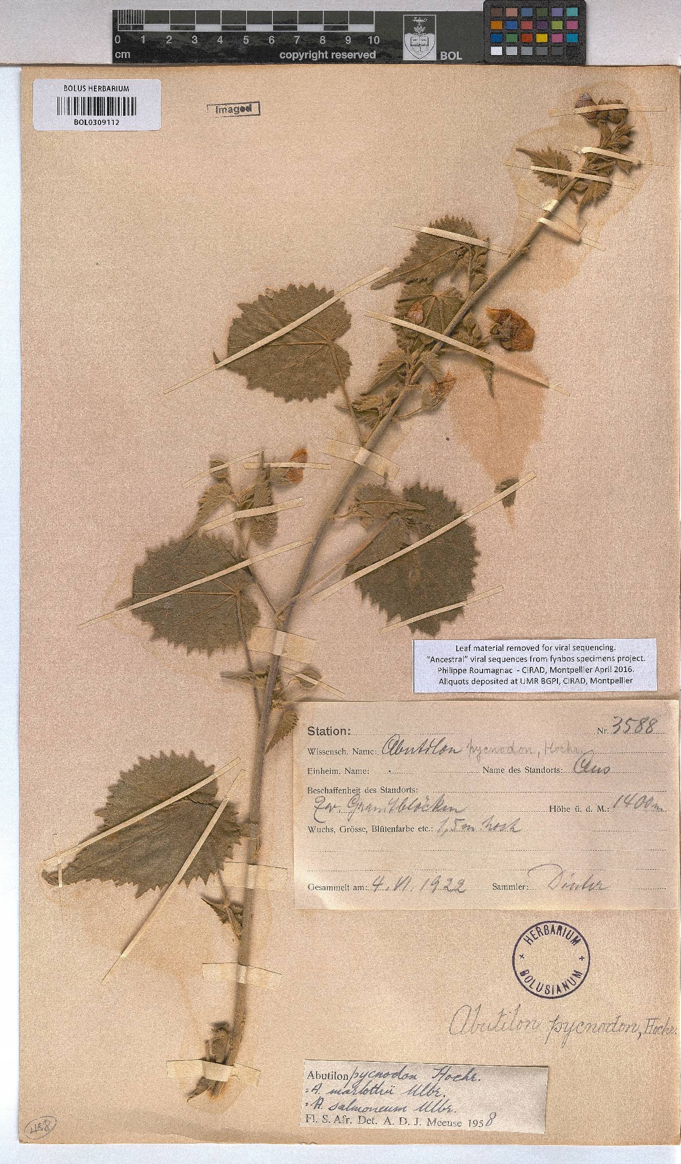Abutilon pycnodon image