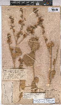 Abutilon pycnodon image