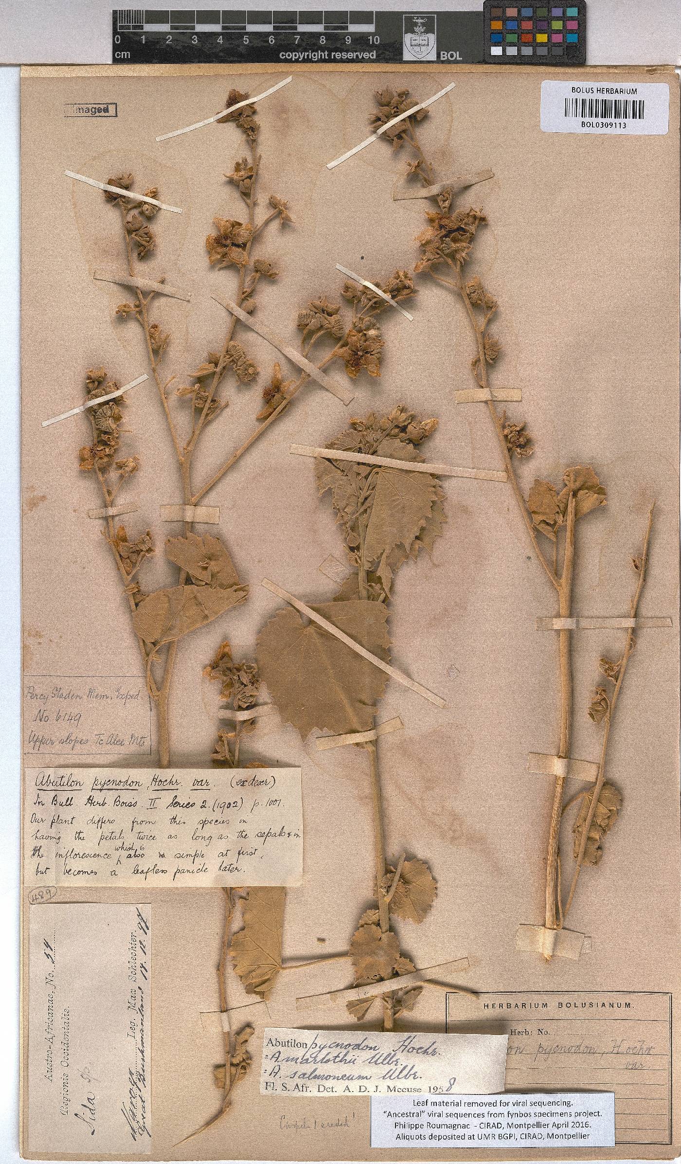 Abutilon pycnodon image