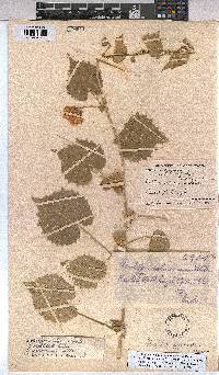 Abutilon pycnodon image
