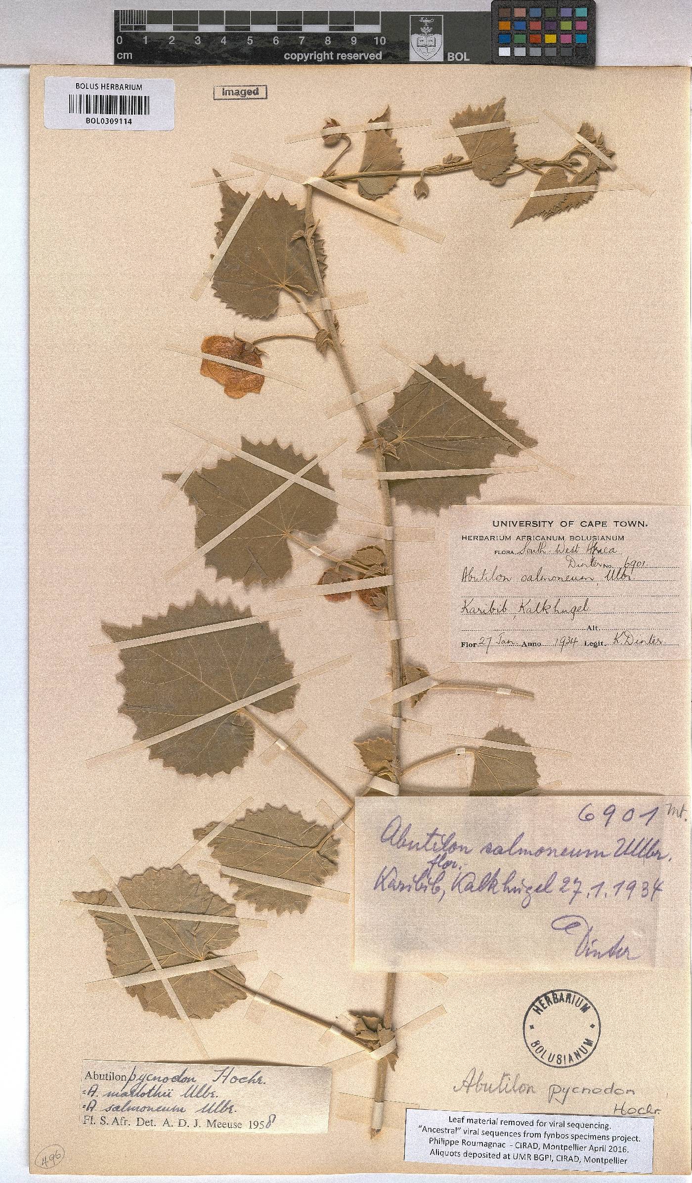 Abutilon pycnodon image