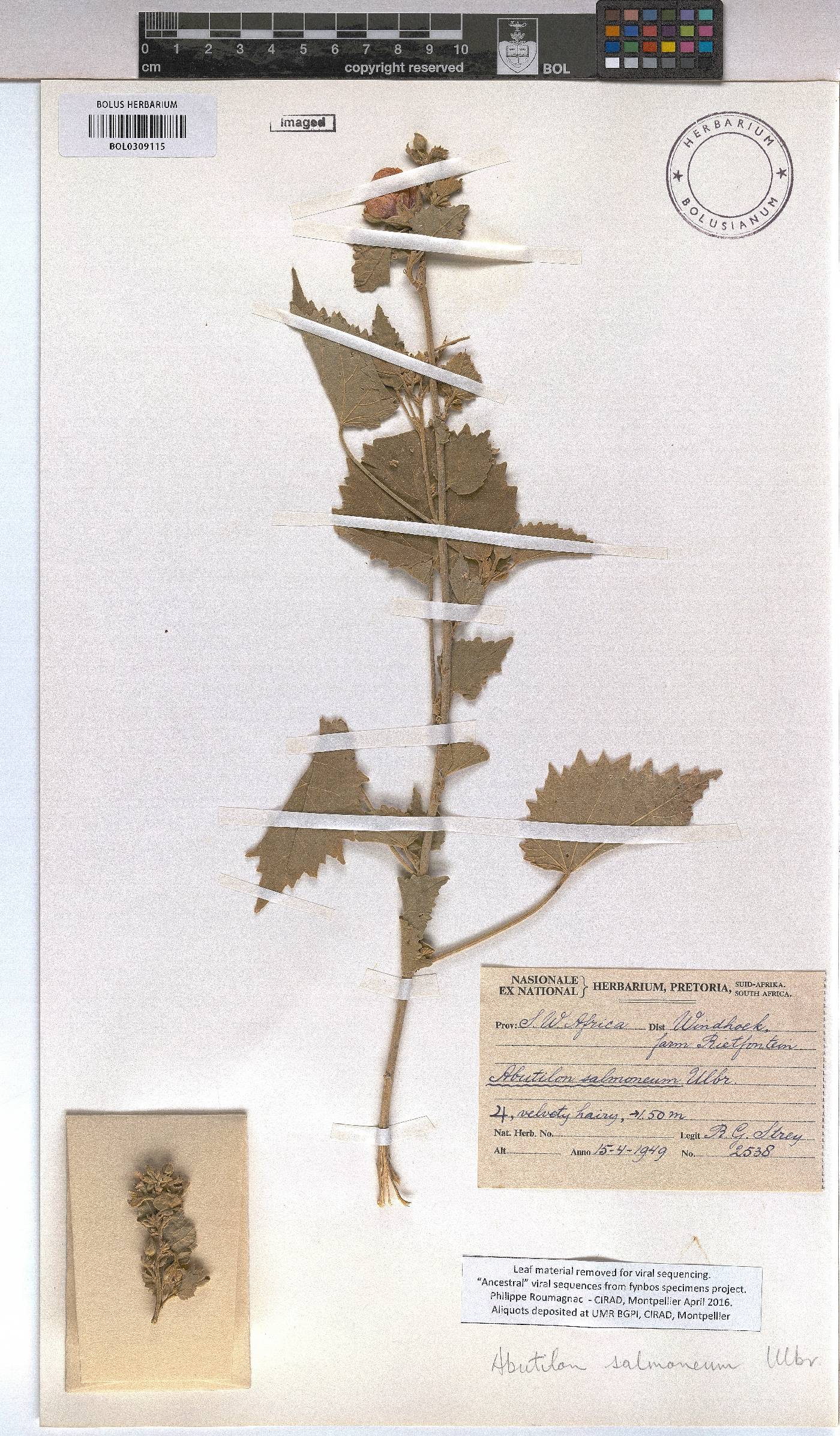 Abutilon pycnodon image