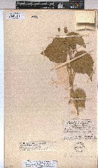 Abutilon pycnodon image
