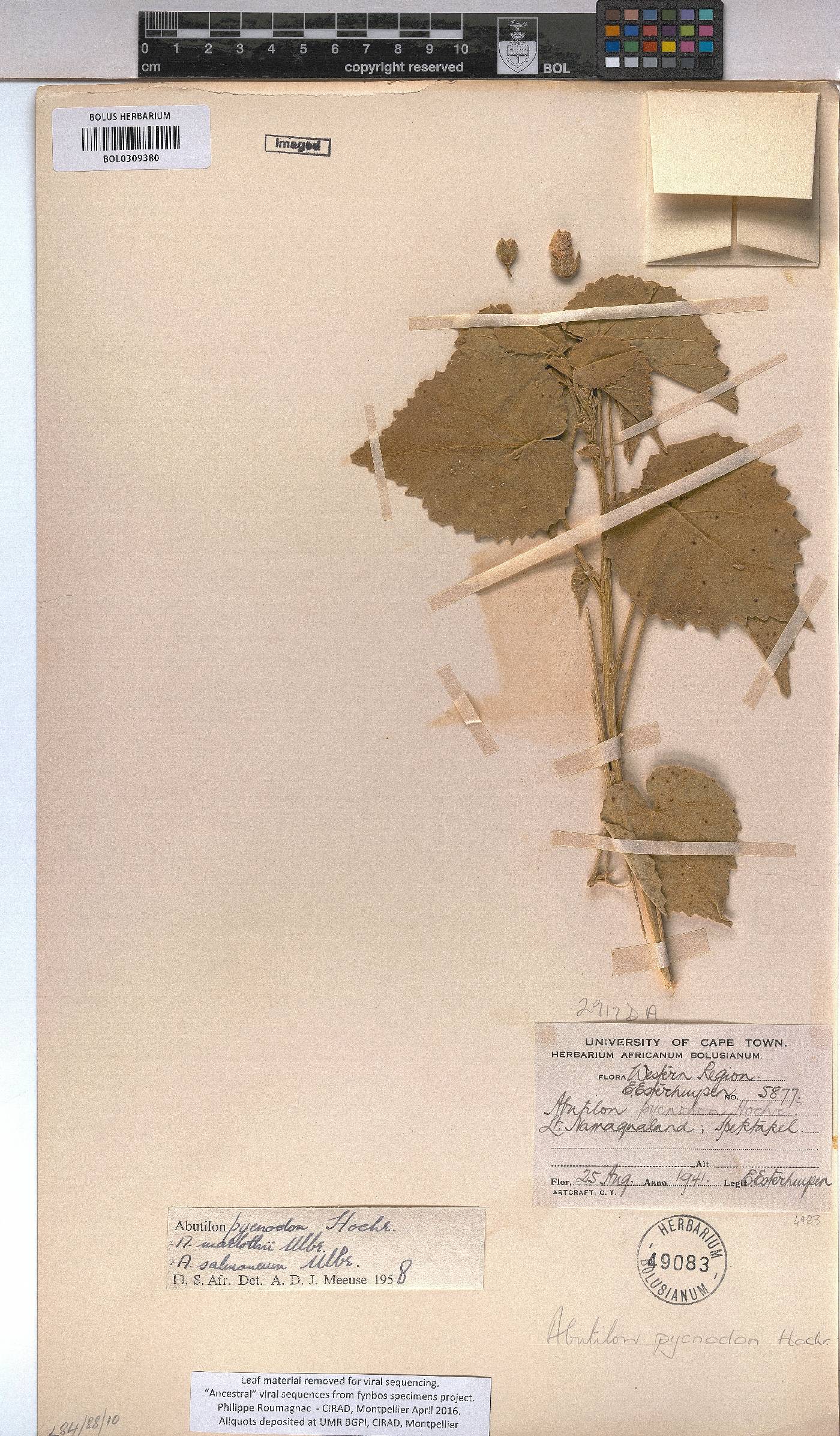 Abutilon pycnodon image