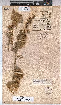 Abutilon pycnodon image