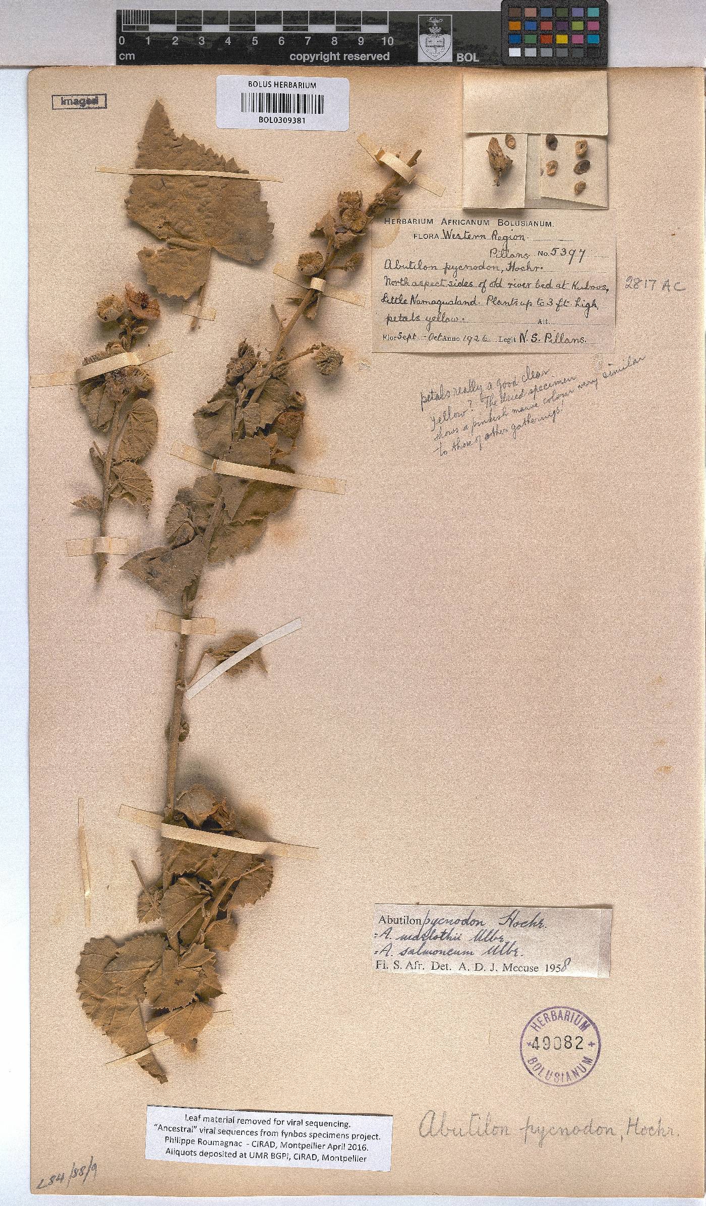 Abutilon pycnodon image