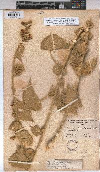 Abutilon pycnodon image