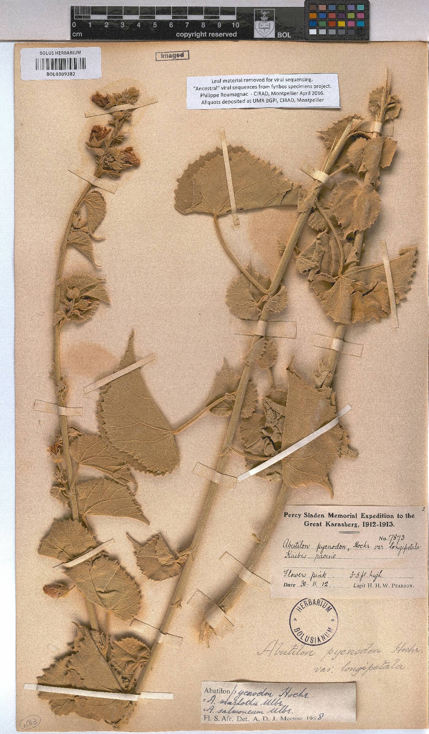 Abutilon pycnodon image