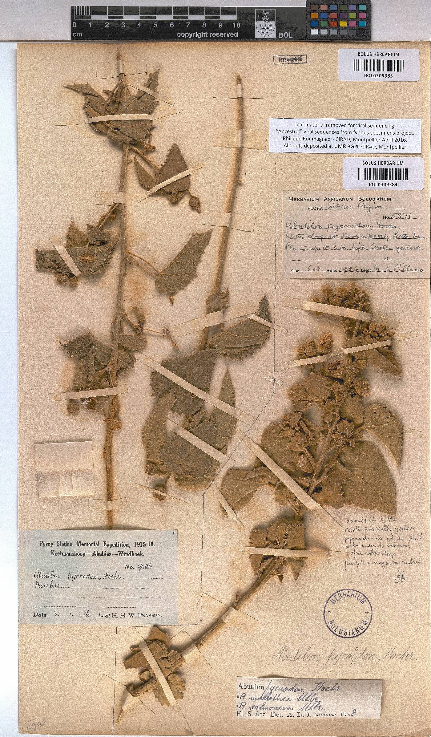 Abutilon pycnodon image