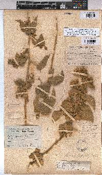 Abutilon pycnodon image